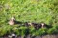 Duck with many ducklings on shore of pond