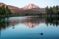 Duck in Manzanita Lake, Lassen National Park`