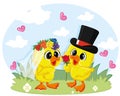 Duck marriage between two whole dressed ducks. Graphic element for valentine card Royalty Free Stock Photo