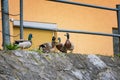 Duck mating - ducks trying to reproduce on river bank Royalty Free Stock Photo