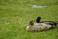 Duck on a meadow in Burnie, Tasmania, Australia