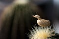 Duck Modelling Peanut on Cactus Royalty Free Stock Photo