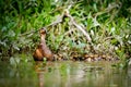 Duck mom takes young on first expeditions.