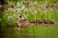 Duck mom takes young on first expeditions.
