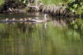 Duck mother with ducklings Royalty Free Stock Photo