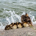 A duck mother protecting her baby ducks