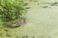 Duck mother swimming with her newborn ducklings in a green pond. Nature and family concept Royalty Free Stock Photo