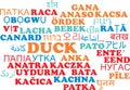 Duck multilanguage wordcloud background concept Royalty Free Stock Photo