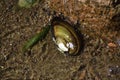 The duck mussel (anodonta anatina) lays on the bottom of the Baltic sea shore (it's unknown how and why