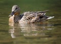 Duck in nature, outdoor Royalty Free Stock Photo