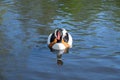 A duck in a nature park