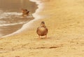 Duck near the lake