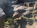 Duck Near Turtle Pond in Summer in Central Park. Royalty Free Stock Photo