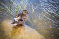 Duck near water