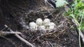 Duck nest Royalty Free Stock Photo