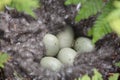 Duck nest Royalty Free Stock Photo