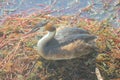 Duck on the nest incubating eggs Royalty Free Stock Photo