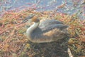 Duck on the nest incubating eggs