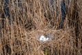 Bird`s nest of a duck in the breeding season with five white eggs Royalty Free Stock Photo