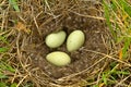 Duck nest in the tundra. Royalty Free Stock Photo