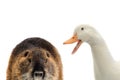Duck and nutria isolated Royalty Free Stock Photo
