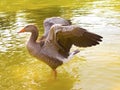 A duck with open wings