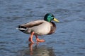 Duck with open wings on a pond. Duck flying over a pond. Duck with open wings. Wild duck. Wild