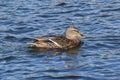 Duck with open wings on a pond. Duck flying over a pond. Duck with open wings. Wild duck. Wild Royalty Free Stock Photo