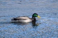 Duck with open wings on a pond. Duck flying over a pond. Duck with open wings. Wild duck. Wild Royalty Free Stock Photo