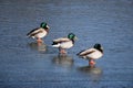 Duck with open wings on a pond. Duck flying over a pond. Duck with open wings. Wild duck. Wild Royalty Free Stock Photo