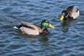 Duck with open wings on a pond. Duck flying over a pond. Duck with open wings. Wild duck. Wild Royalty Free Stock Photo