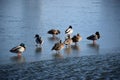 Duck with open wings on a pond. Duck flying over a pond. Duck with open wings. Wild duck. Wild Royalty Free Stock Photo