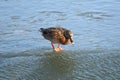 Duck with open wings on a pond. Duck flying over a pond. Duck with open wings. Wild duck. Wild