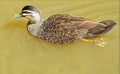 Duck Paddling on Pond