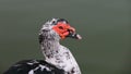 Duck in the Park Royalty Free Stock Photo