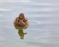 Duck in the park on the lake or river. Nature wildlife mallard duck Royalty Free Stock Photo