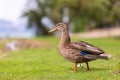 Duck in the park by the lake or river. Nature wildlife mallard duck on a green grass Royalty Free Stock Photo