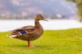 Duck in the park by the lake or river. Nature wildlife mallard duck on a green grass Royalty Free Stock Photo