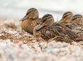 Duck in the park by the lake or river. Nature wildlife mallard duck on a ground Royalty Free Stock Photo