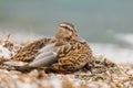 Duck in the park by the lake or river. Nature wildlife mallard duck on a ground Royalty Free Stock Photo