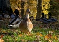 Duck in the park by the lake or river. Nature wildlife mallard duck on a green grass. Close up ducks, see the details Royalty Free Stock Photo