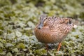 A closeup shot of a cute big brown duck Royalty Free Stock Photo
