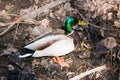 Duck in park. Wild birds in forest. Natural life. Natural background.