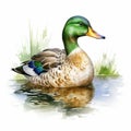 Detailed Watercolor Duck Illustration With Hyper-realistic Shading Royalty Free Stock Photo