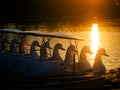 Duck pedal boat is lined up in the sunset. Royalty Free Stock Photo