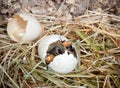 Duck peeping out of egg Royalty Free Stock Photo