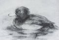Duck pencil drawing. A quick sketch of a floating black migratory duck