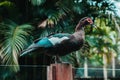 A duck perched on a wall with daylight filtering through the trees in the background, capturing a tranquil moment in nature Royalty Free Stock Photo