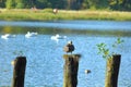 Duck at pillar near lake Royalty Free Stock Photo