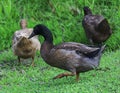 Duck playing freind Royalty Free Stock Photo